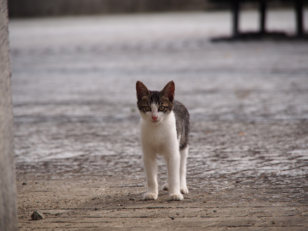 子猫