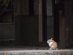 遺された住人