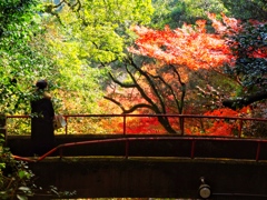 龍蔵寺 紅葉