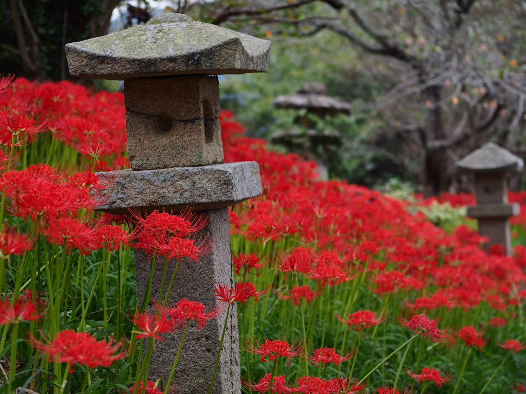 小鯖鰐鳴八幡宮 彼岸花