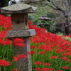 小鯖鰐鳴八幡宮 彼岸花