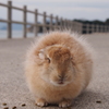 ふわふわウサ饅頭