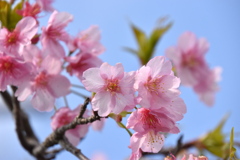 お隣さんちの河津桜