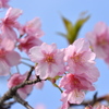 お隣さんちの河津桜