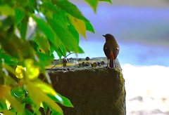 ジョウビタキ（メス）