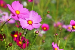 コスモス
