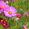 コスモス