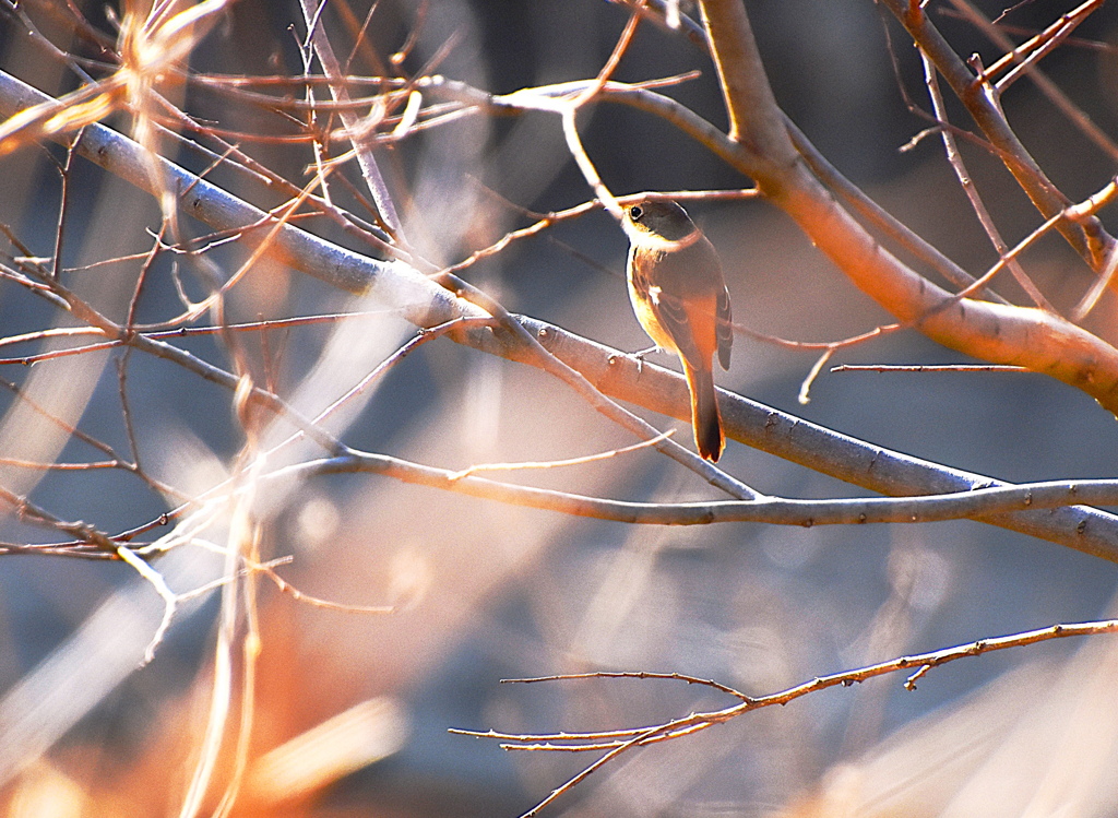 ジョウビタキ（メス）
