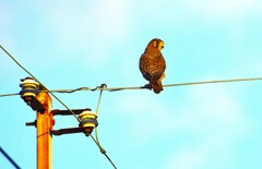 チョウゲンボウ