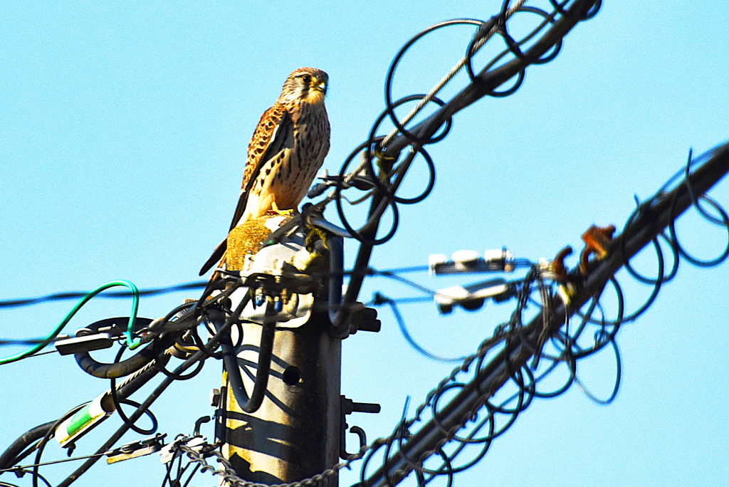 チョウゲンボウ