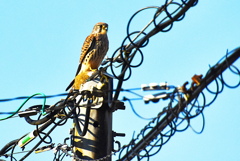 チョウゲンボウ