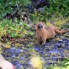 イタチ