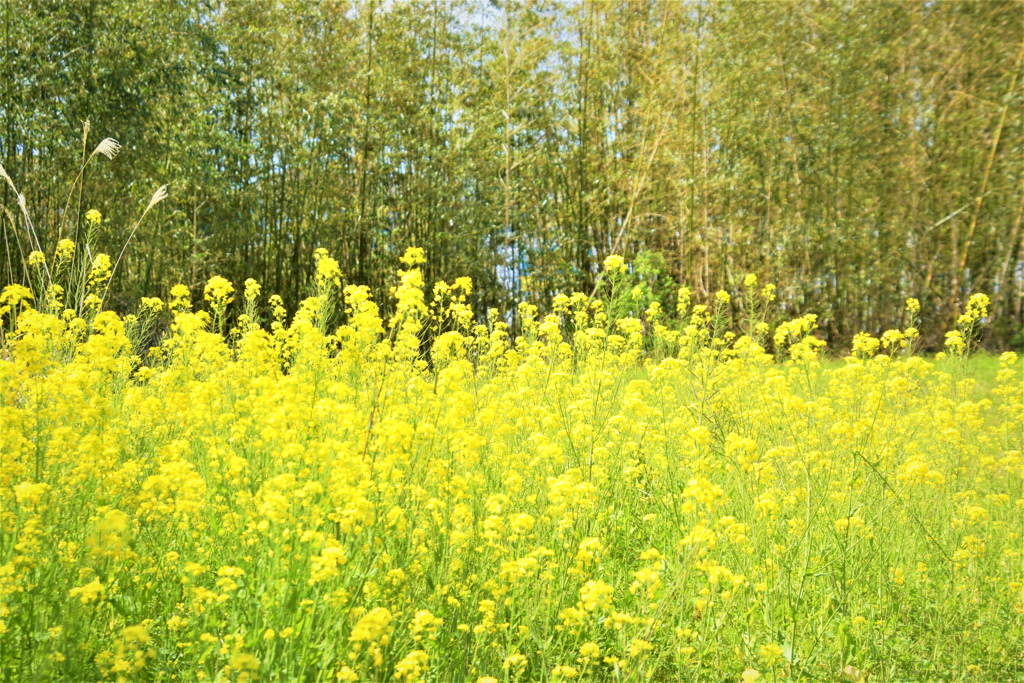 竹林と菜の花