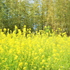 竹林と菜の花