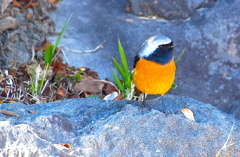 ジョウビタキ（オス）