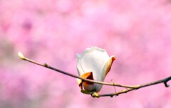 ハクモクレンと陽光桜