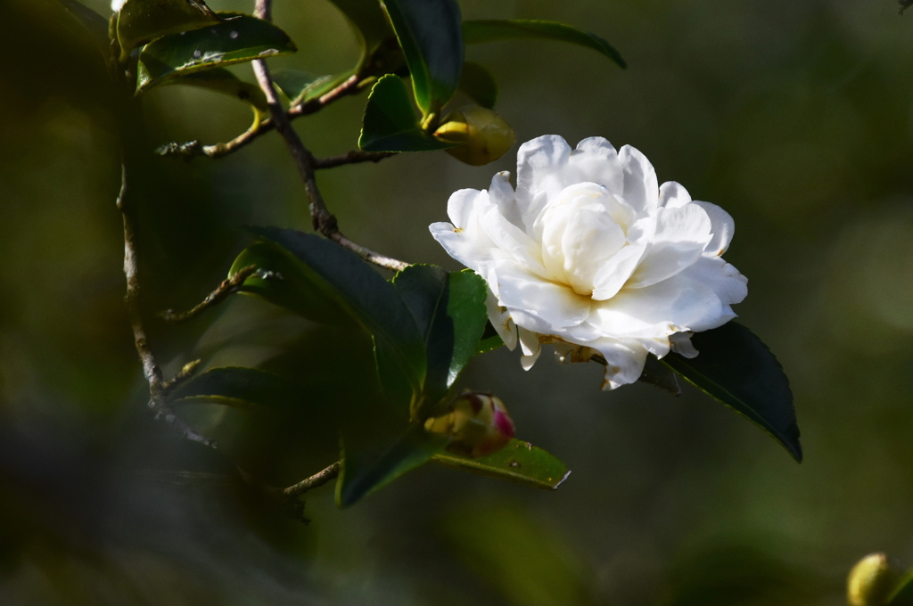 山茶花