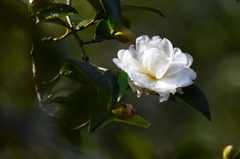 山茶花
