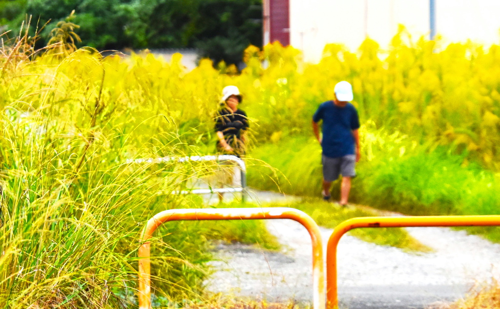 黄色い散歩道