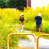 黄色い散歩道