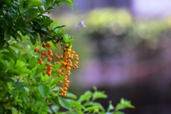 あなたは実なのお花なの