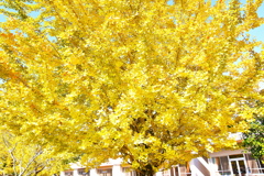 イチョウ 