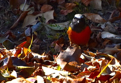 ジョウビタキ（オス）