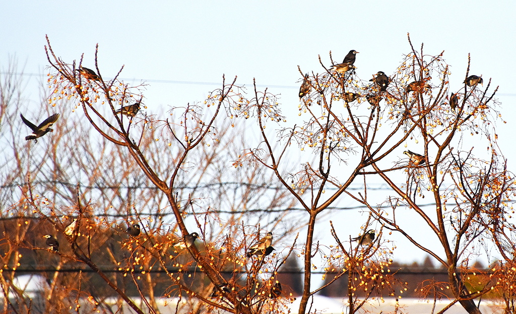 ムクドリの群れ