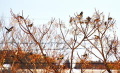 ムクドリの群れ