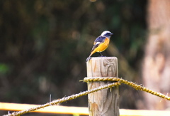 ジョウビタキ（雄）