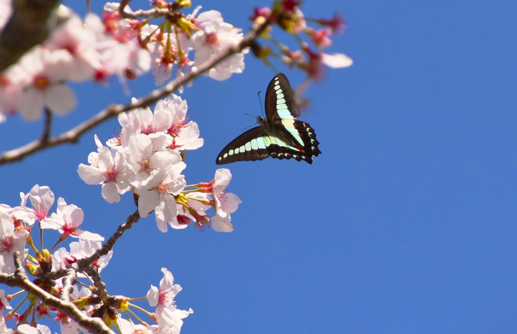 桜とアオスジアゲハ