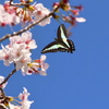 桜とアオスジアゲハ
