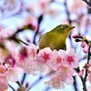 桜にメジロ