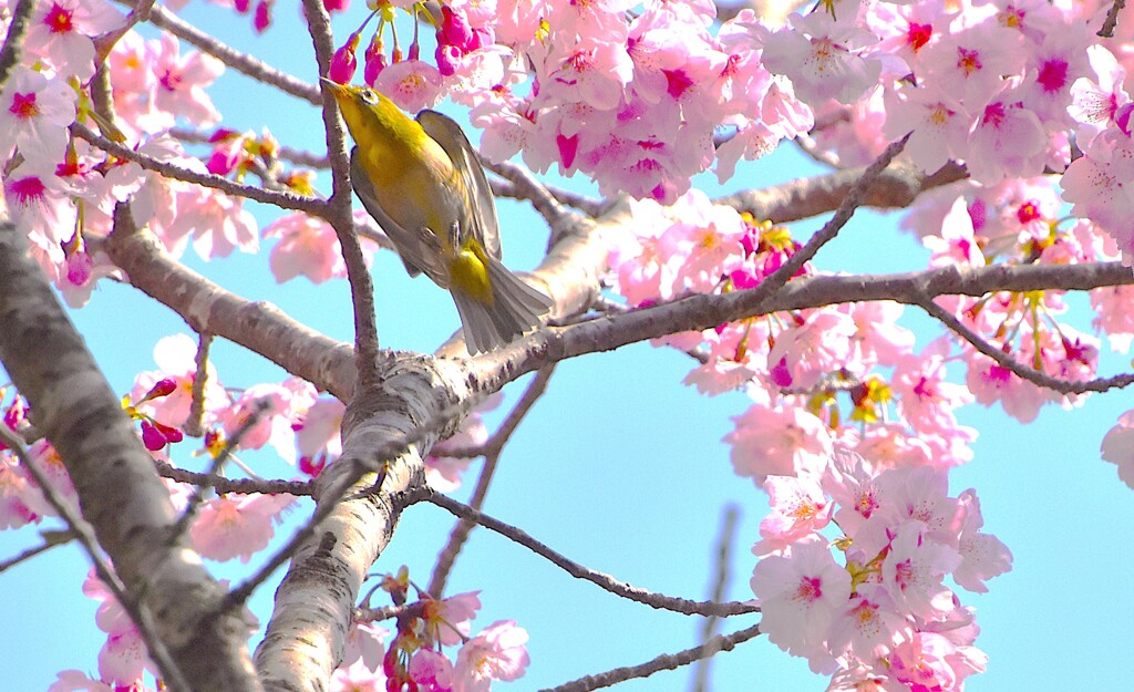 陽光桜とメジロ