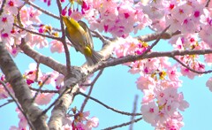 陽光桜とメジロ