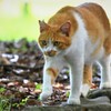 ノラ