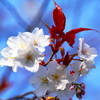 山桜