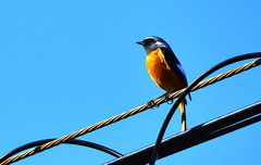 ジョウビタキ（オス）