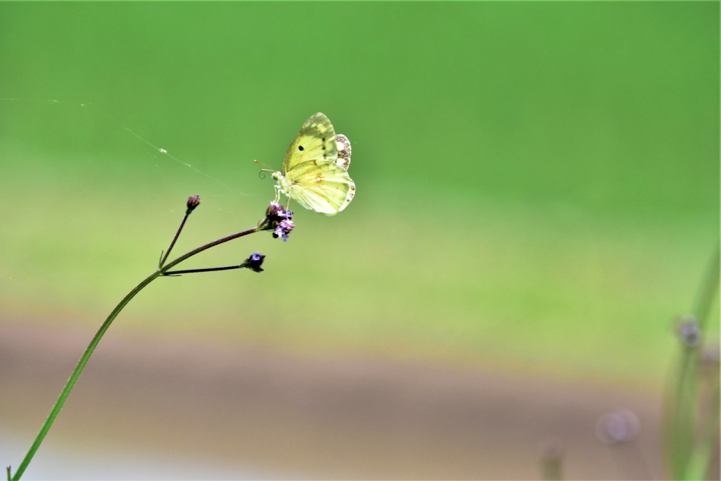 花と蝶