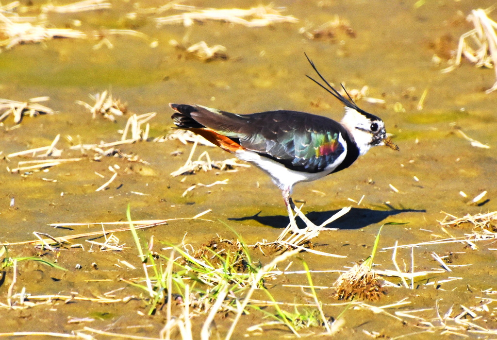 タゲリ