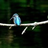 カワセミ