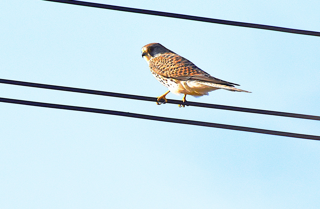 チョウゲンボウ