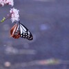 アサギマダラ