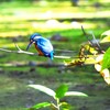 カワセミ