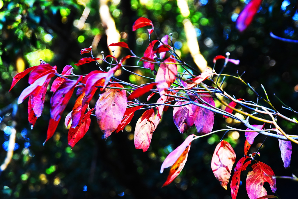 ハナミズキ紅葉