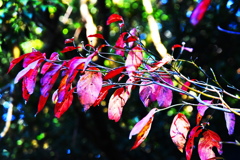 ハナミズキ紅葉