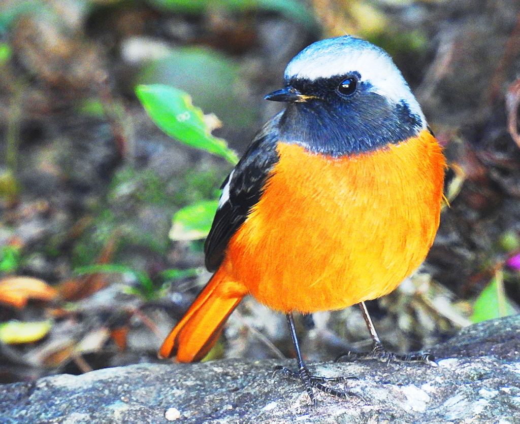 ジョウビタキ（オス）