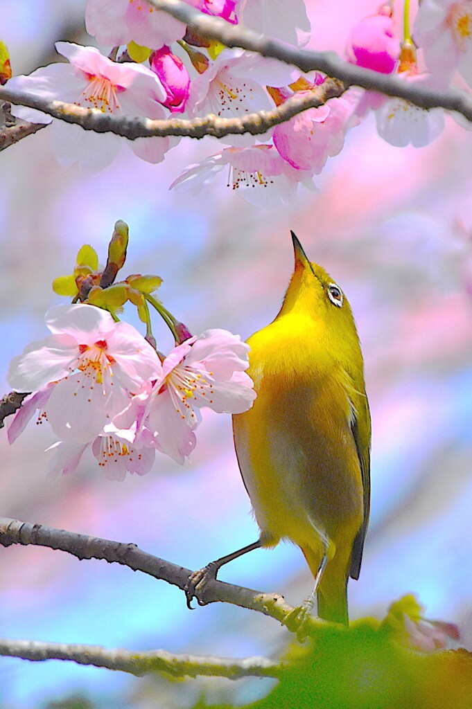 陽光桜とメジロ