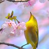 陽光桜とメジロ