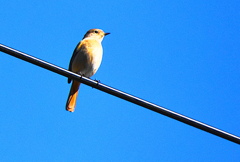 ジョウビタキ（メス）